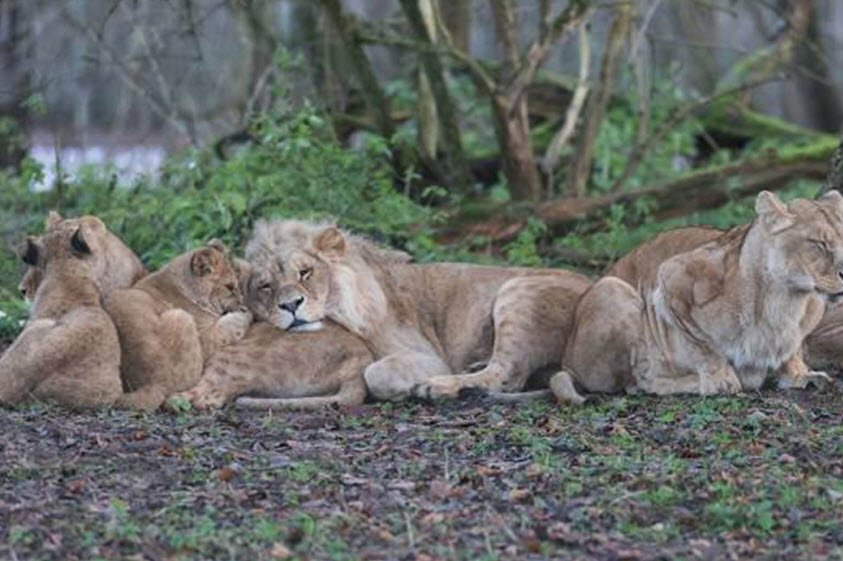Lubumbashi Zoo, Lubumbashi, Haut-Katanga Province, DR Congo